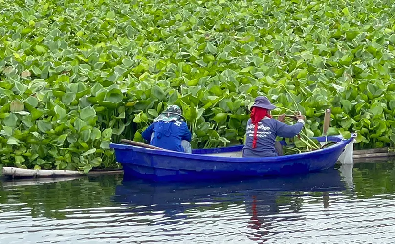 Water Hyacinth Project